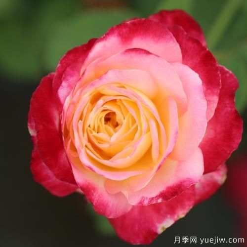 大花香水月季的養(yǎng)護(hù)方法，分享10種花香飄滿屋(圖5)