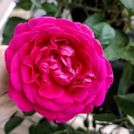 大花香水月季的養(yǎng)護(hù)方法，分享10種花香飄滿屋(圖7)