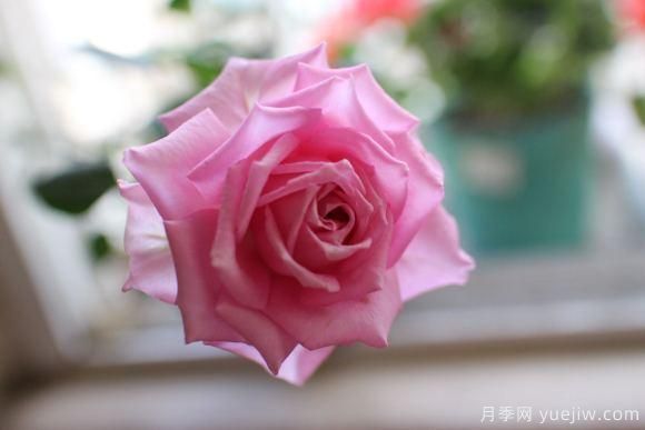 大花香水月季的養(yǎng)護(hù)方法，分享10種花香飄滿屋(圖10)