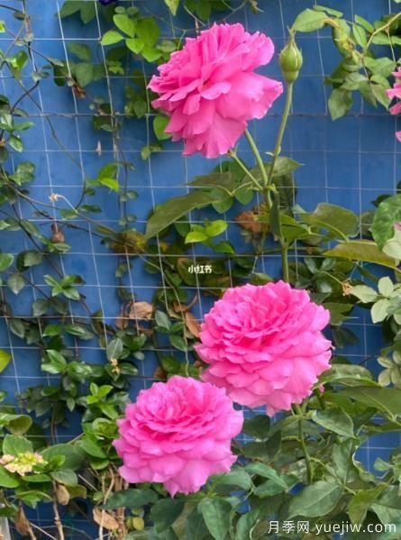 分享香味濃郁的10個(gè)月季花品種，皮實(shí)好養(yǎng)顏值高(圖8)