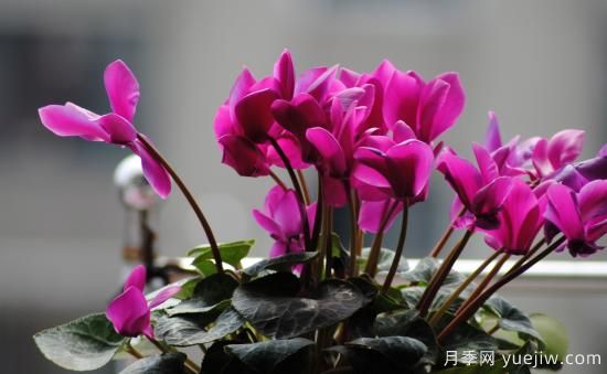 十大吸甲醛植物，你家養(yǎng)過哪幾種？(圖4)