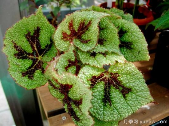 十大吸甲醛植物，你家養(yǎng)過哪幾種？(圖5)