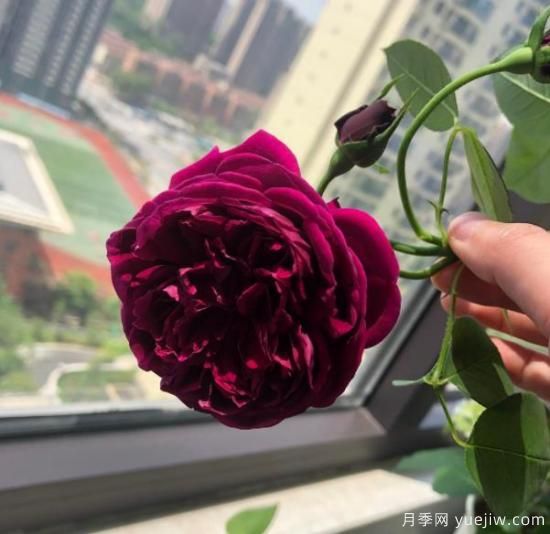 分享香味濃郁的10個(gè)月季花品種，皮實(shí)好養(yǎng)顏值高(圖9)