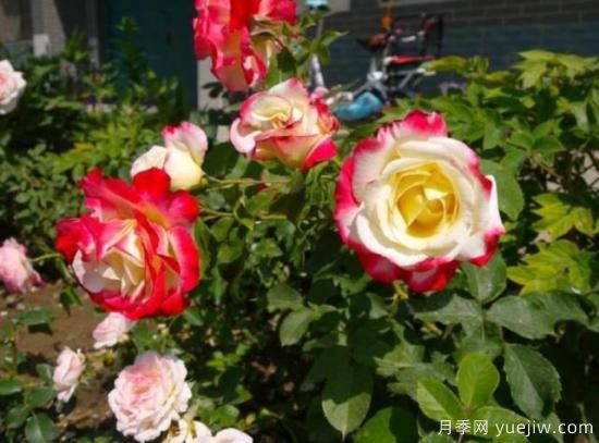 分享香味濃郁的10個(gè)月季花品種，皮實(shí)好養(yǎng)顏值高(圖10)