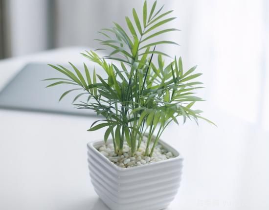 十大吸甲醛植物，你家養(yǎng)過哪幾種？(圖7)