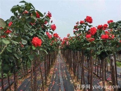 月季樹爛根，怎么治？(圖1)