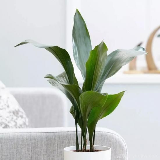 十大吸甲醛植物，你家養(yǎng)過哪幾種？(圖8)