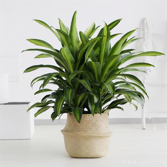 十大吸甲醛植物，你家養(yǎng)過哪幾種？(圖9)