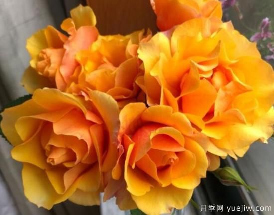 推薦8款冷門月季品種，養(yǎng)的是，但是表現(xiàn)真好(圖1)