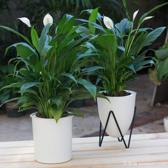 十大吸甲醛植物，你家養(yǎng)過哪幾種？(圖10)