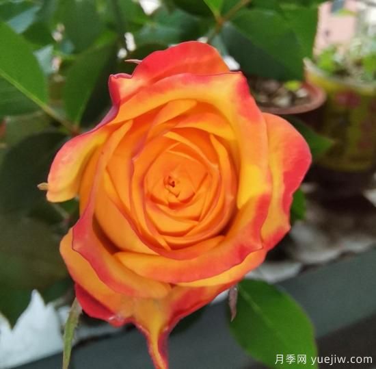 花卉屆的開花機器，容易養(yǎng)護易打理，月季簡簡單單開爆盆(圖3)
