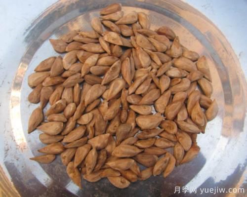 雪松種子怎么種植？養(yǎng)護(hù)要點(diǎn)有哪些(圖1)