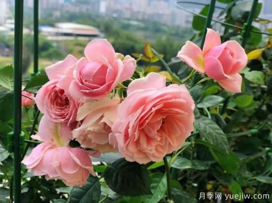 推薦8款冷門月季品種，養(yǎng)的是，但是表現(xiàn)真好(圖5)