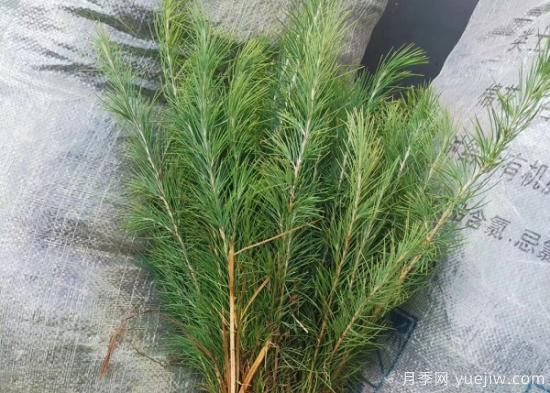 暴雨過后對(duì)雪松的保護(hù)措施有哪些？(圖1)