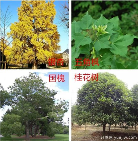 園林綠化中，樹木規(guī)劃遵守五大原則保持常綠常新(圖1)