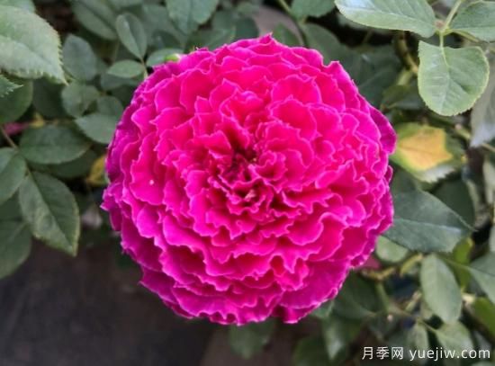 推薦8款冷門月季品種，養(yǎng)的是，但是表現(xiàn)真好(圖6)