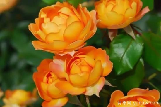 推薦8個勤花月季品種，輕松爆盆，***值得擁有(圖2)