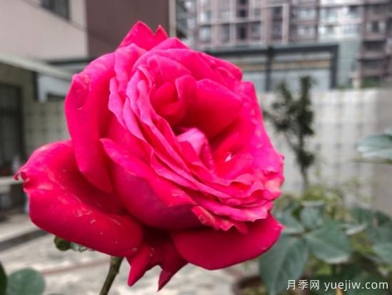 推薦8款冷門月季品種，養(yǎng)的是，但是表現(xiàn)真好(圖7)