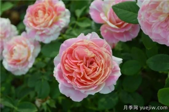 推薦8個勤花月季品種，輕松爆盆，***值得擁有(圖3)