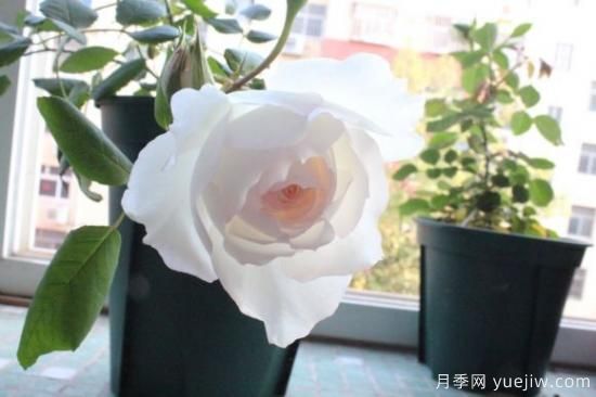 推薦8款冷門月季品種，養(yǎng)的是，但是表現(xiàn)真好(圖8)