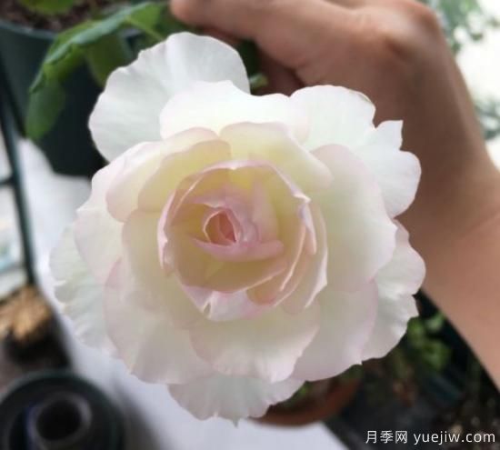 推薦8個勤花月季品種，輕松爆盆，***值得擁有(圖4)