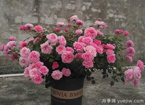 推薦6種濃香型月季，讓你愛不釋手(圖3)