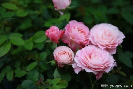 推薦8個勤花月季品種，輕松爆盆，***值得擁有(圖7)
