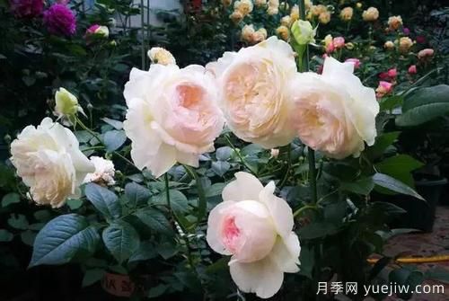 推薦6種濃香型月季，讓你愛不釋手(圖5)