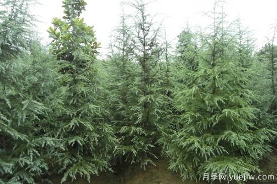 雪松價(jià)錢(qián)為什么會(huì)有差別？(圖1)