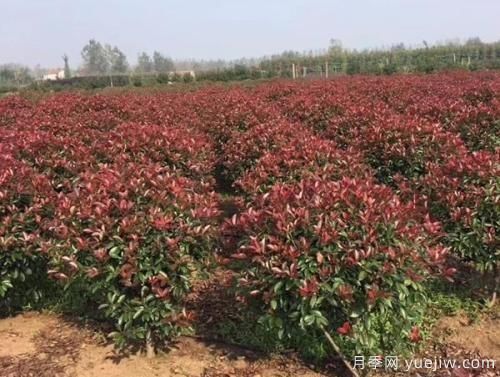 紅葉石楠樹需水量大小如何確定？(圖1)