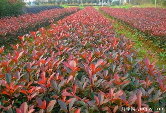 紅葉石楠小苗哪里批發(fā)？(圖1)