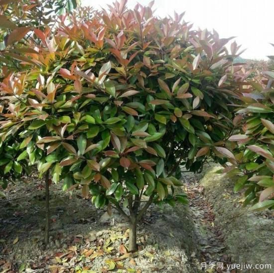 怎么樣培育紅葉石楠可以讓其更鮮艷？(圖1)