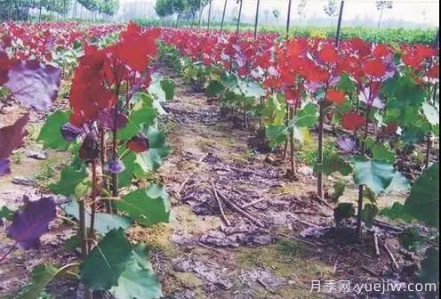 苗木行業(yè)進(jìn)入存量市場(chǎng)，這些領(lǐng)域仍需大量苗木(圖2)