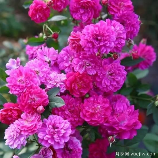 月季花友們，這些經(jīng)典月季品種你值得擁有(圖1)