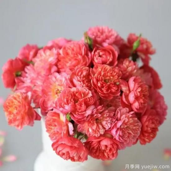月季花友們，這些經(jīng)典月季品種你值得擁有(圖3)