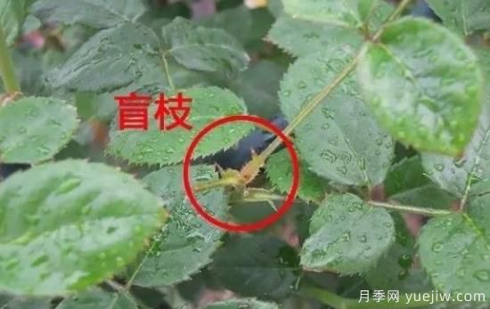 月季盲枝原因，月季盲枝解決方法(圖2)