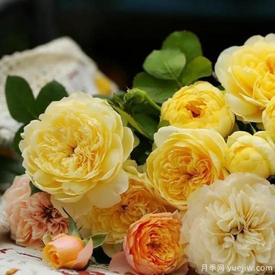 月季花友們，這些經(jīng)典月季品種你值得擁有(圖4)