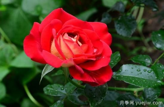 月季盲枝原因，月季盲枝解決方法(圖4)