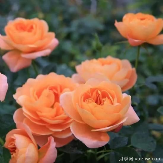 月季花友們，這些經(jīng)典月季品種你值得擁有(圖5)