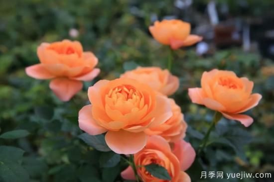 強烈推薦的11種月季花，陽臺變花園不是夢(圖1)