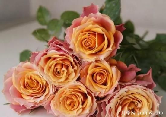 月季花友們，這些經(jīng)典月季品種你值得擁有(圖6)