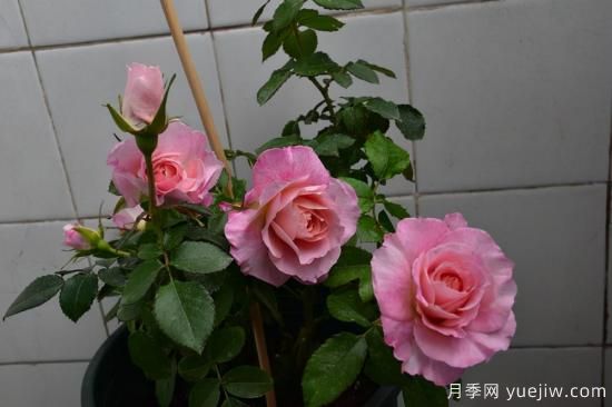 強烈推薦的11種月季花，陽臺變花園不是夢(圖3)