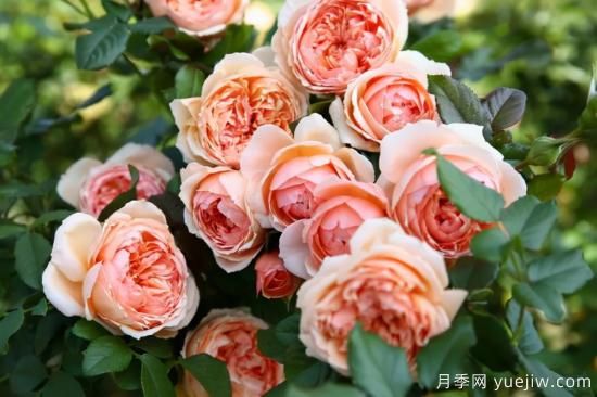 強烈推薦的11種月季花，陽臺變花園不是夢(圖2)