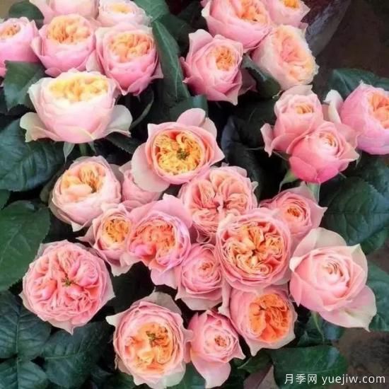 月季花友們，這些經(jīng)典月季品種你值得擁有(圖9)