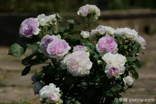 強烈推薦的11種月季花，陽臺變花園不是夢(圖8)