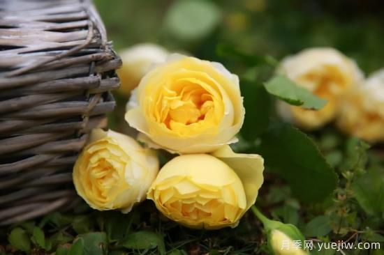 強烈推薦的11種月季花，陽臺變花園不是夢(圖9)