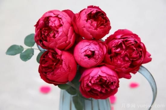 強烈推薦的11種月季花，陽臺變花園不是夢(圖10)