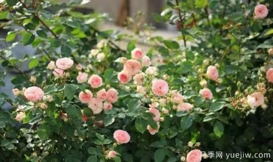 月季花友們，這些經(jīng)典月季品種你值得擁有(圖13)