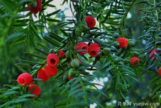 紅豆杉價格多少錢一棵？南陽紅豆杉樹苗價格(圖1)