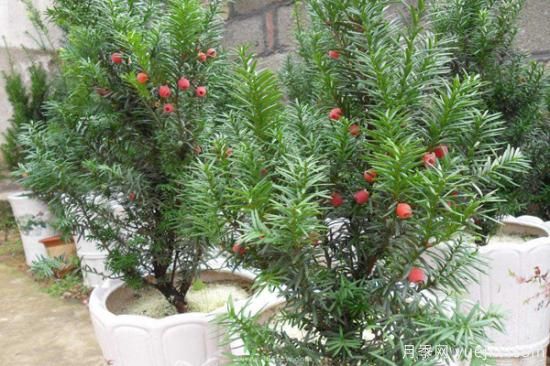紅豆杉價格多少錢一棵？南陽紅豆杉樹苗價格(圖2)